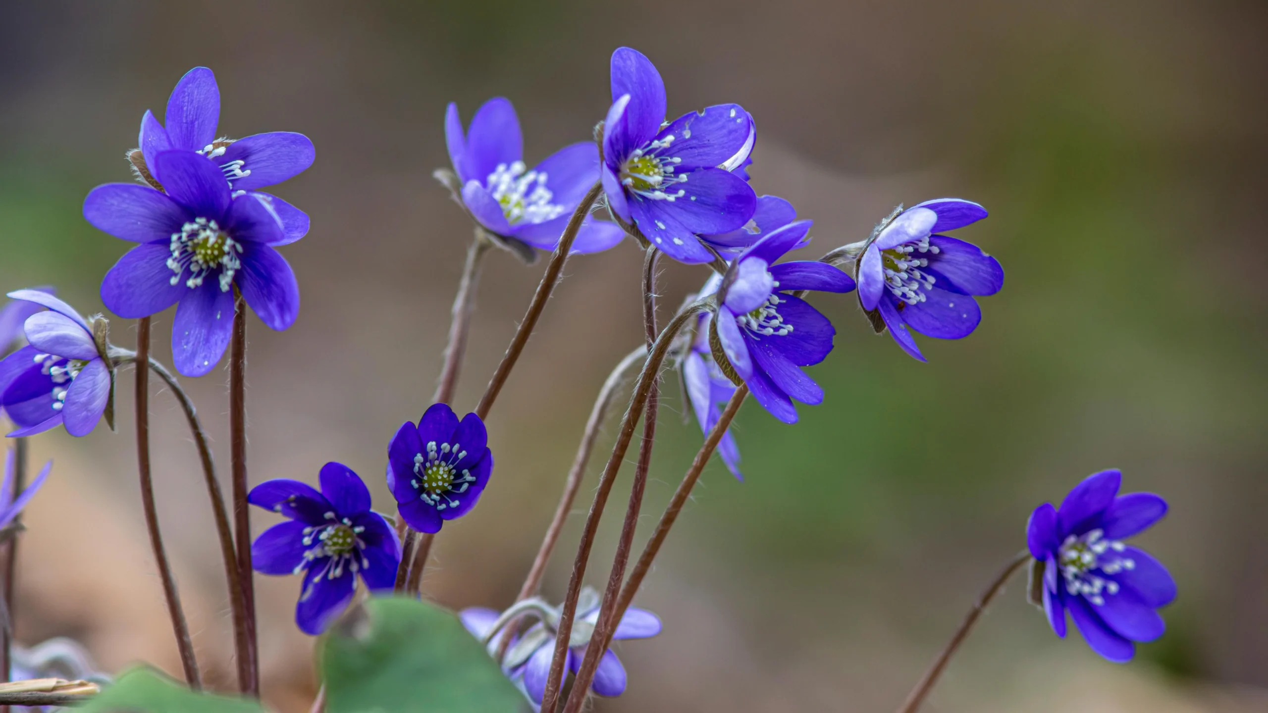 Blue flowers and green leaves depicting freshness related to how to get rid of vaginal smell