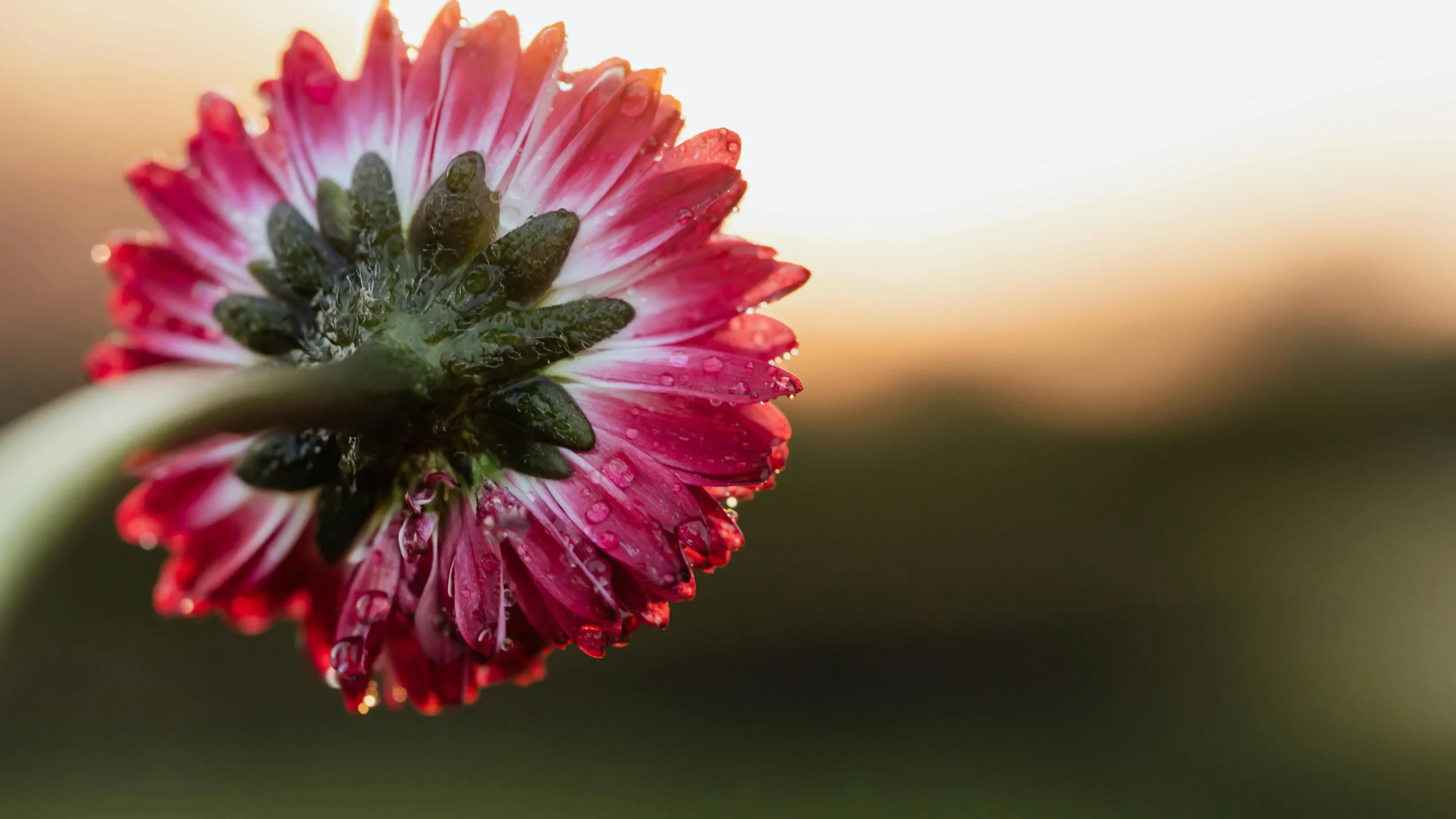 Delicate flower with dewdrops at dawn, symbolizing natural remedies for vaginal dryness