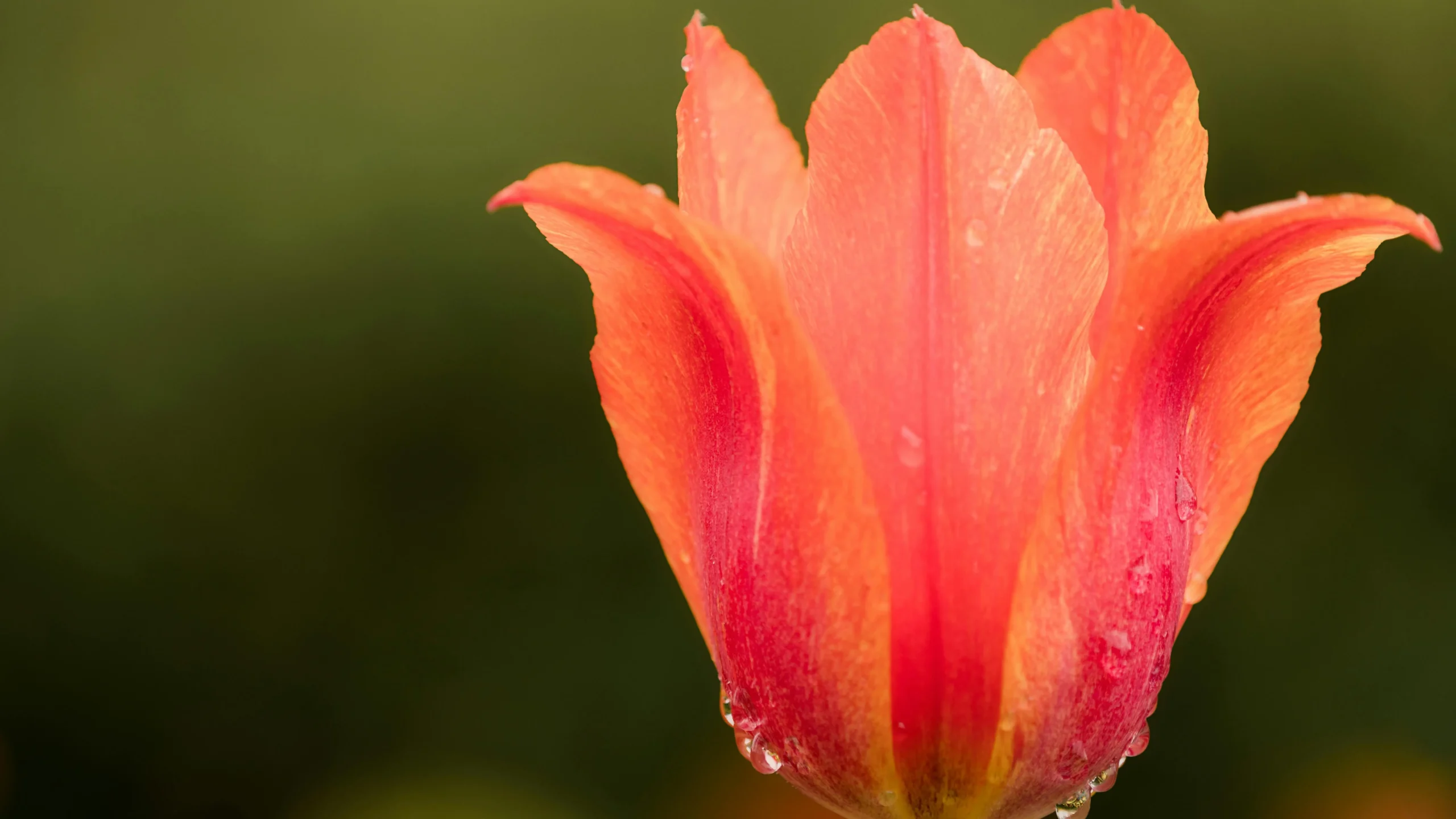 Tulips with morning dew, symbolizing vaginal dryness after pregnancy