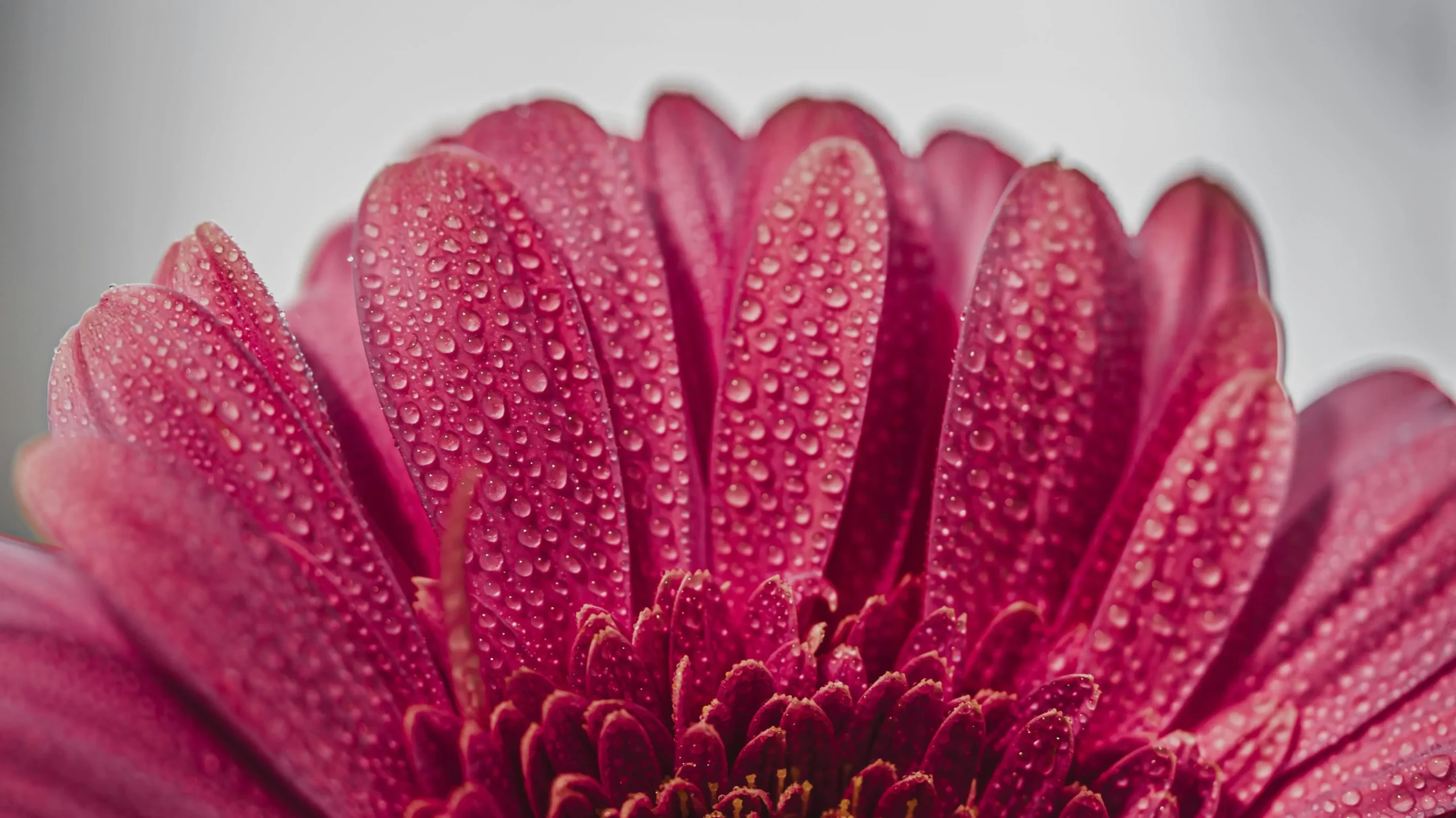 Pink flower with water droplets symbolizing freshness; article on vaginal odor not fishy.