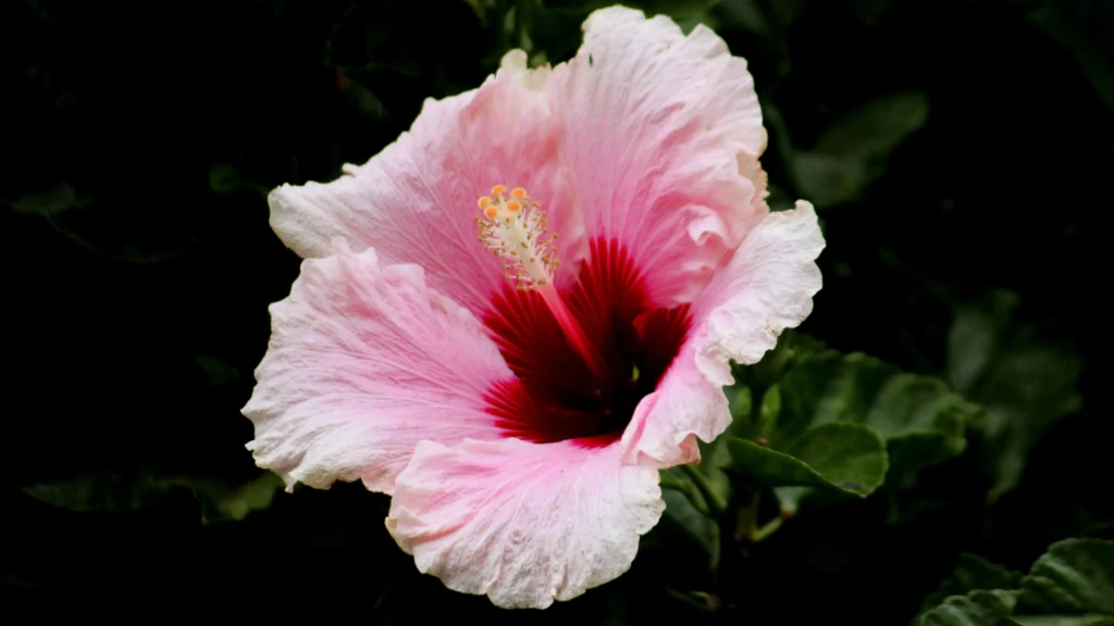 Pink flower representing the benefits of vitamin E oil for vaginal dryness