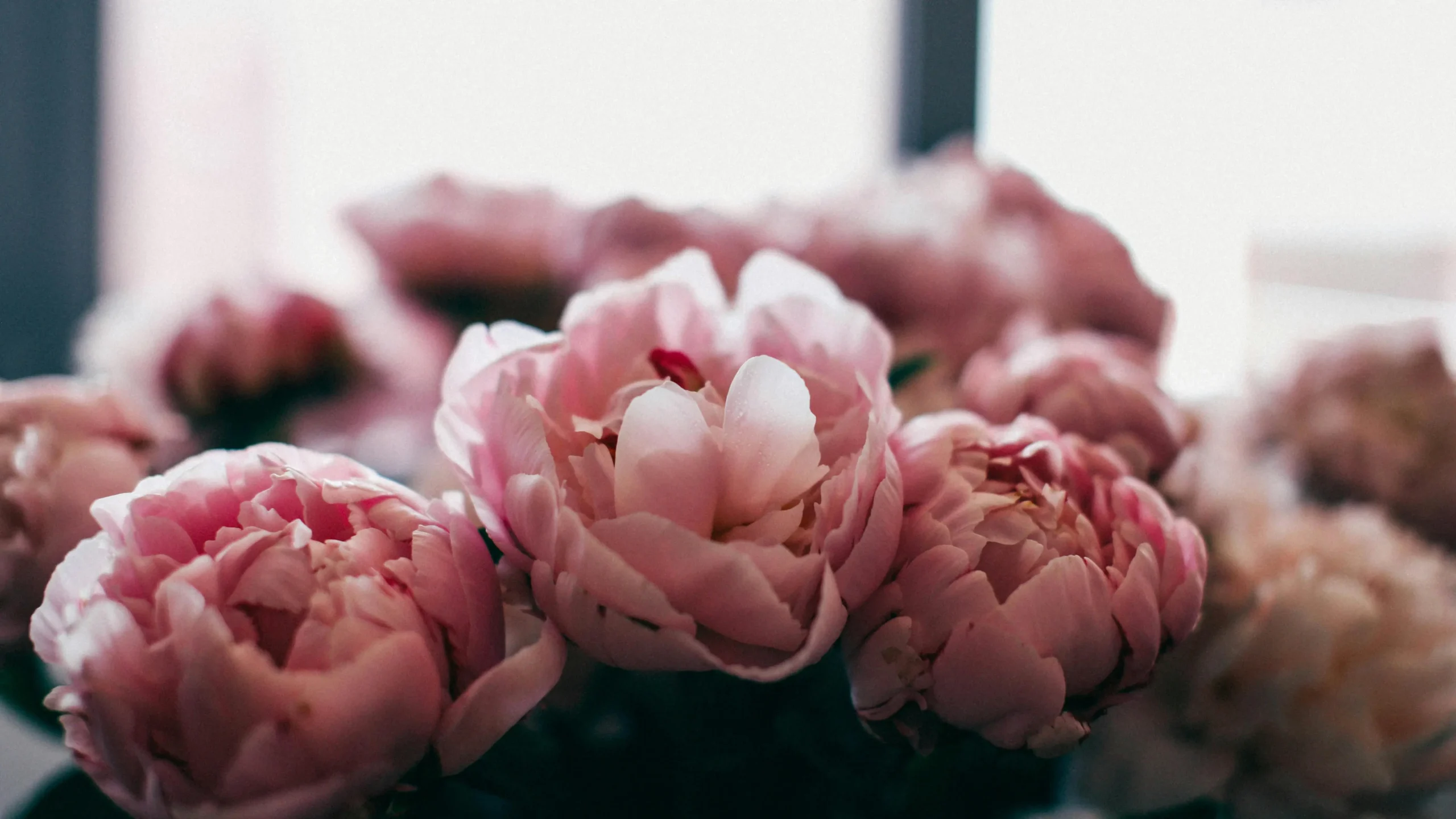 Fresh pink peonies in vase for post-wax care guide on what to do after you wax your vag