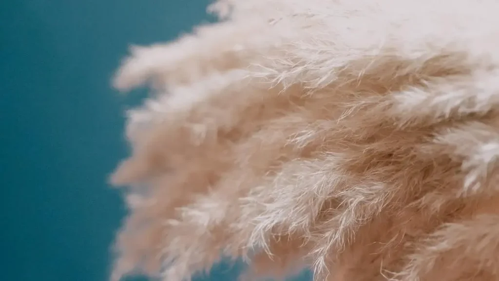 Pampas grass with furry plumes, representing the best supplement for vaginal dryness.