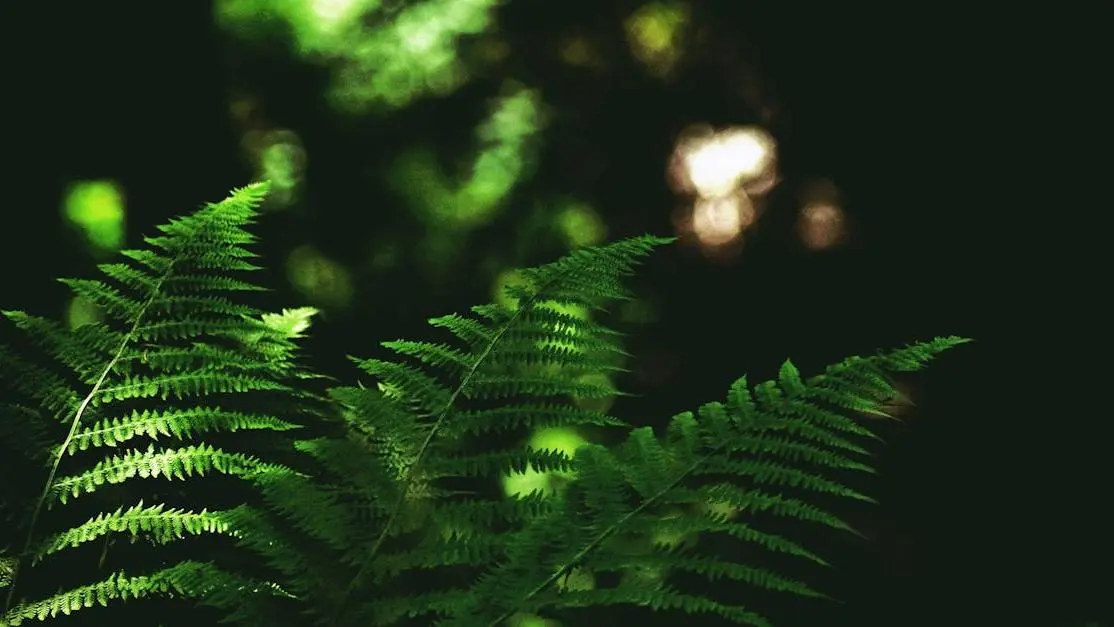 Sunlit green fern in woodland - how to cure yeast infection naturally