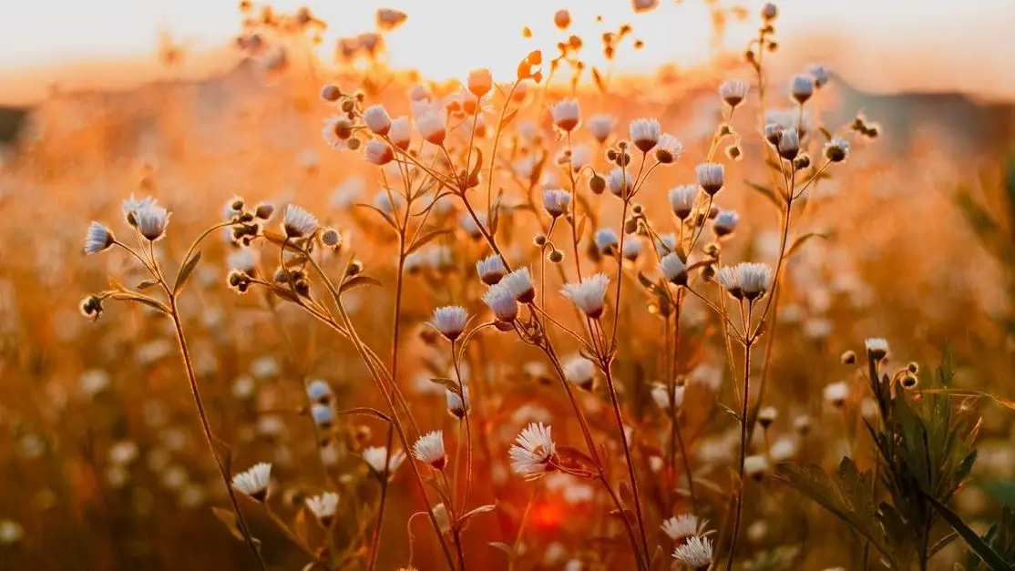 Flowers symbolizing freshness for article on how to get rid of feminine odor