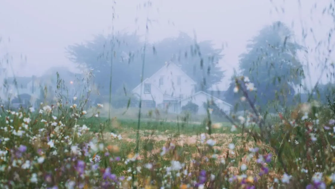 Blossoming flowers in a meadow at dawn.