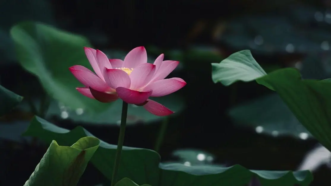 Lotus flower symbolizing natural ways to get rid of smelly discharge