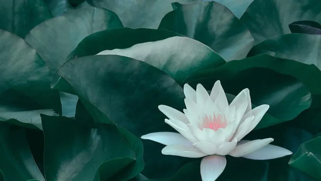 Blooming lotus flower symbolizing natural remedies for how to get rid of yeast infection quick