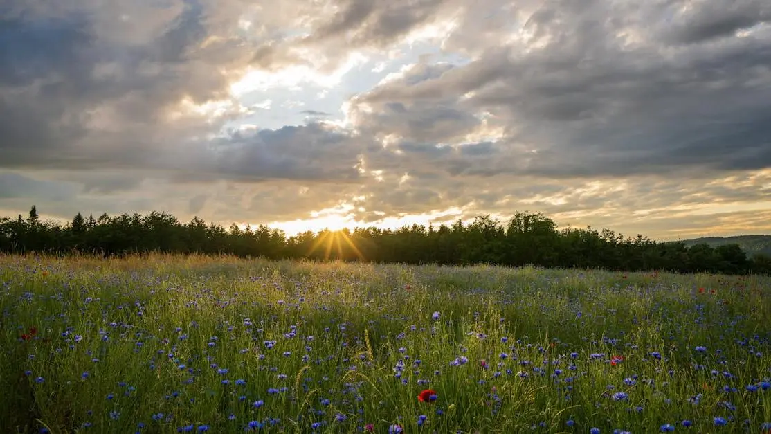 Sunset over a field with wildflowers, symbolizing menopause lack of energy.