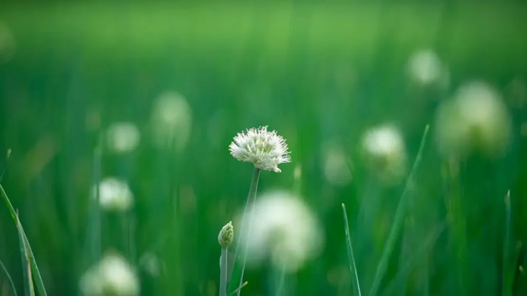 Healthy plant blooming, addressing "why do I smell like onions down there."