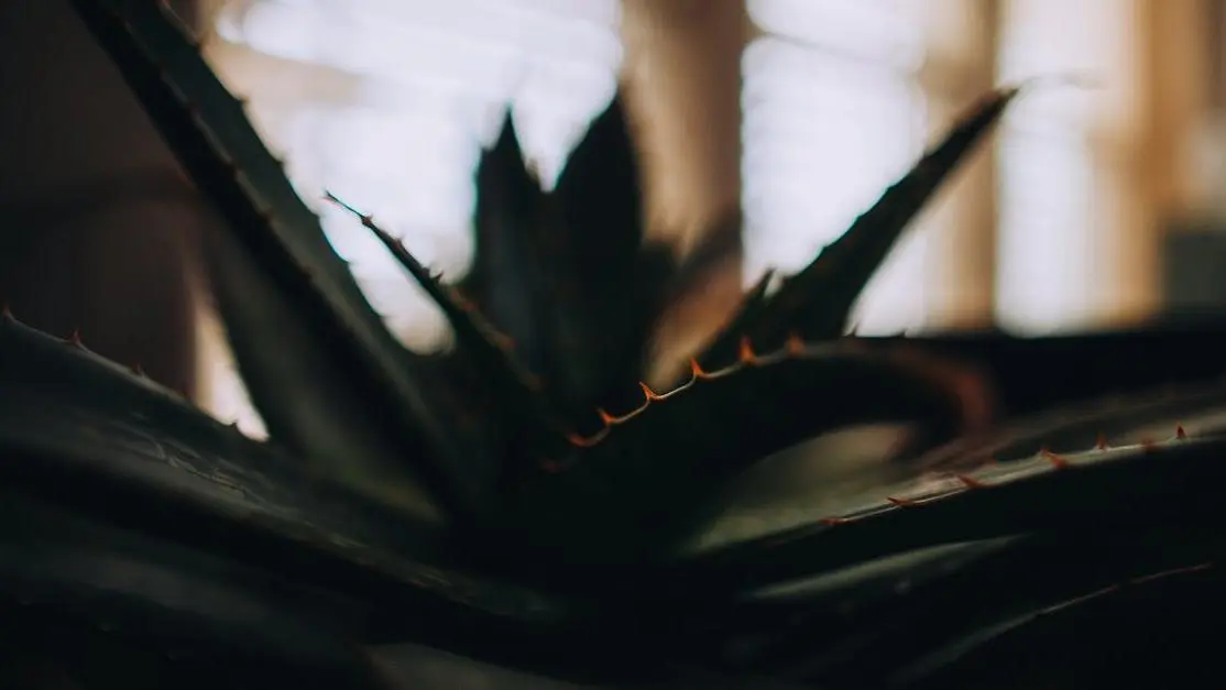 Focused Shot of Aloe Vera Plant for BV Treatment