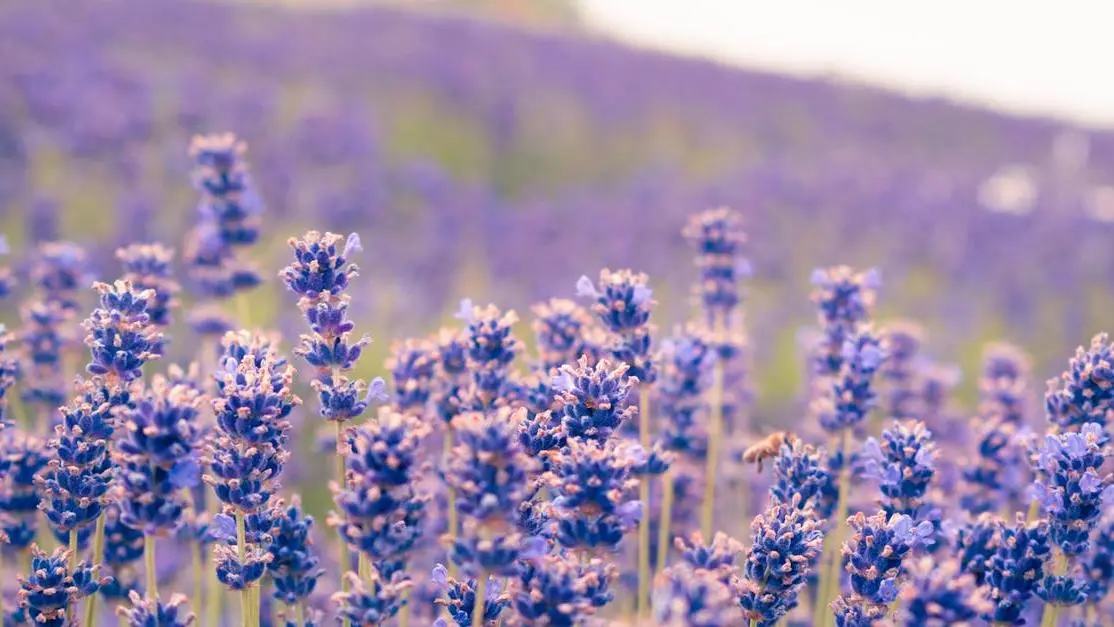 Lavender field symbolizing the link between Bacterial Vaginosis and Hormonal Changes