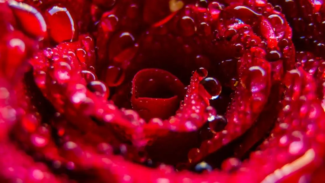 Red flower with water droplets representing Bacterial Vaginosis and Menstruation.