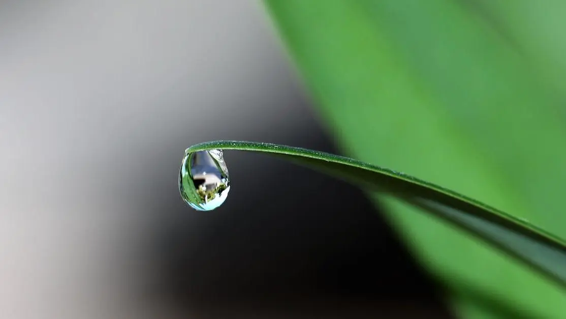 Water drop on leaf tip highlighting boric acid suppositories for BV.