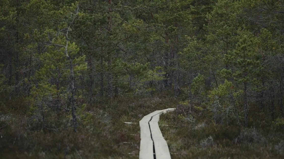 Boardwalk through a bog representing the journey of Cognitive Behavioral Therapy (CBT) for Hot Flashes