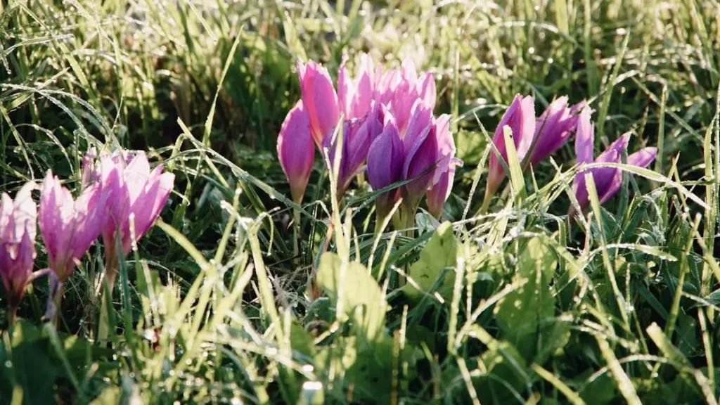 Dry vagina as an early sign of pregnancy with blooming purple crocus flowers in the background.