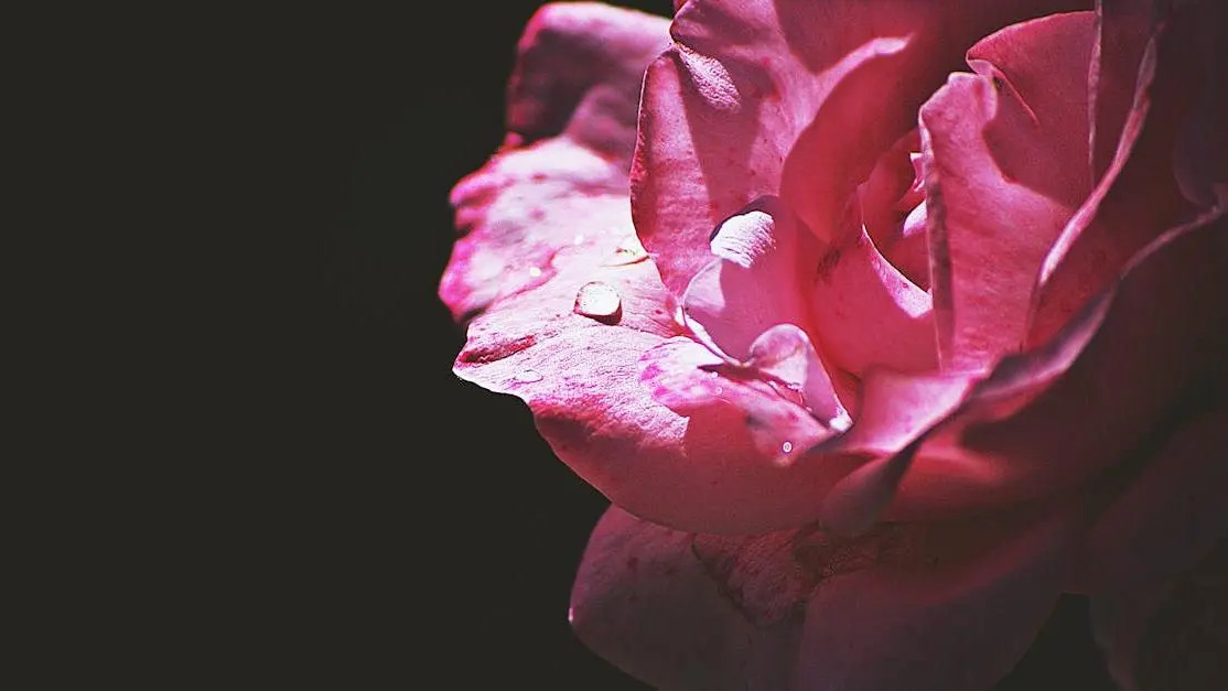 Pink rose flower symbolizing natural dry vagina remedies.