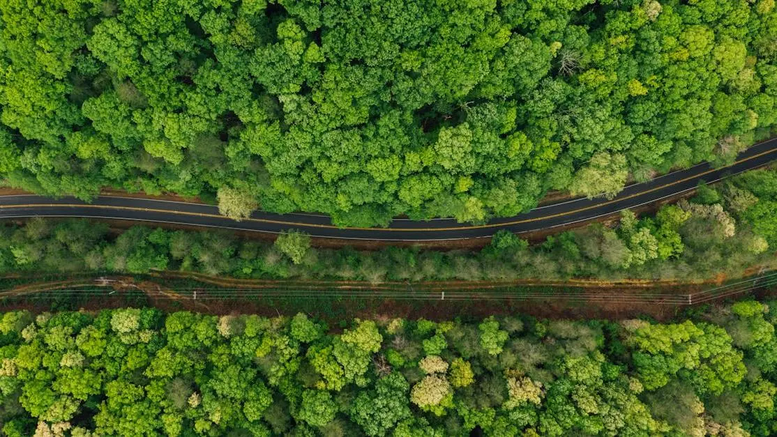 Forest path illustrating effective treatment plans for recurring BV