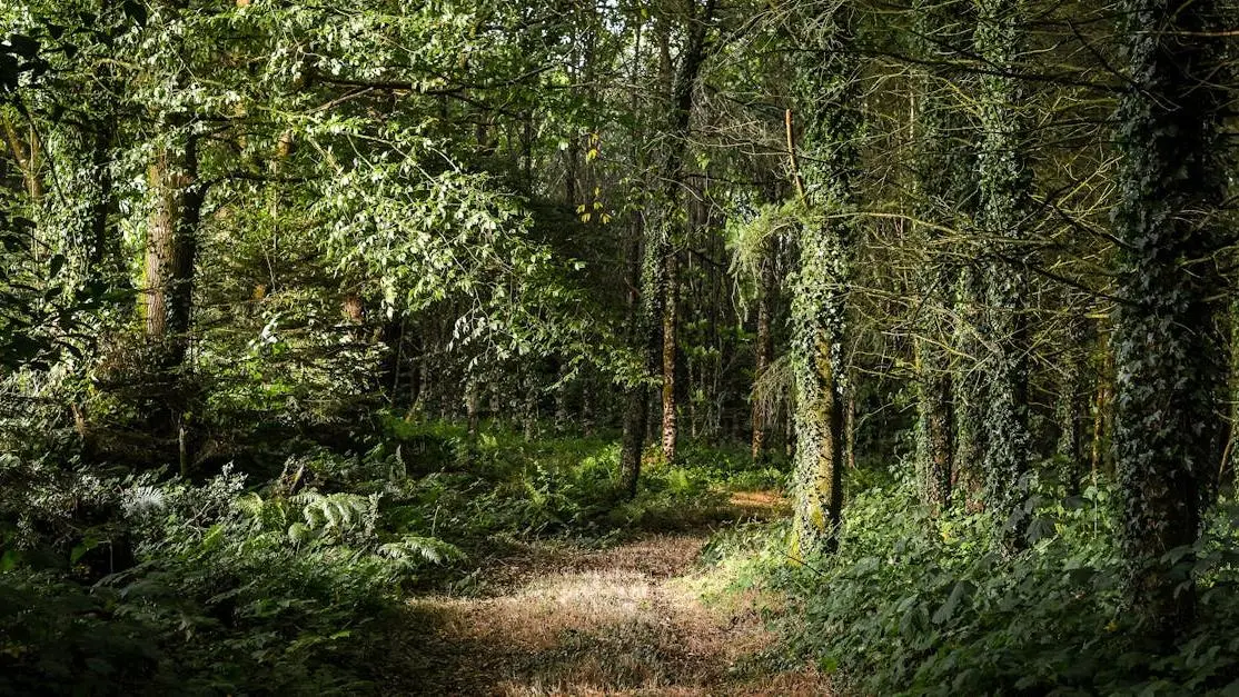 Path through lush green summer forest