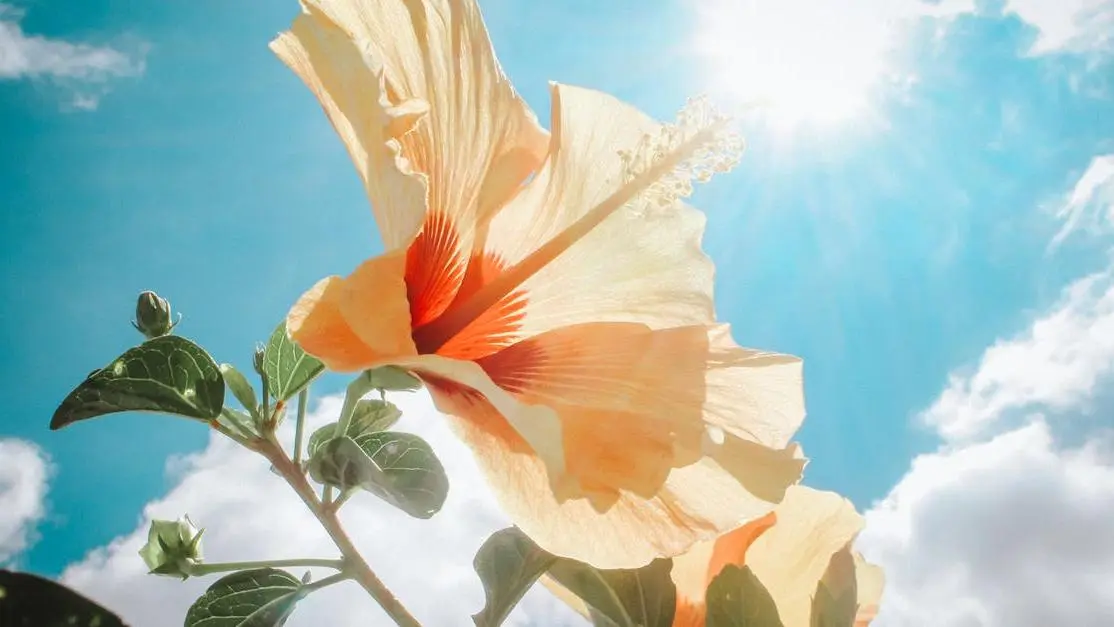 Yellow hibiscus flower in sunlight