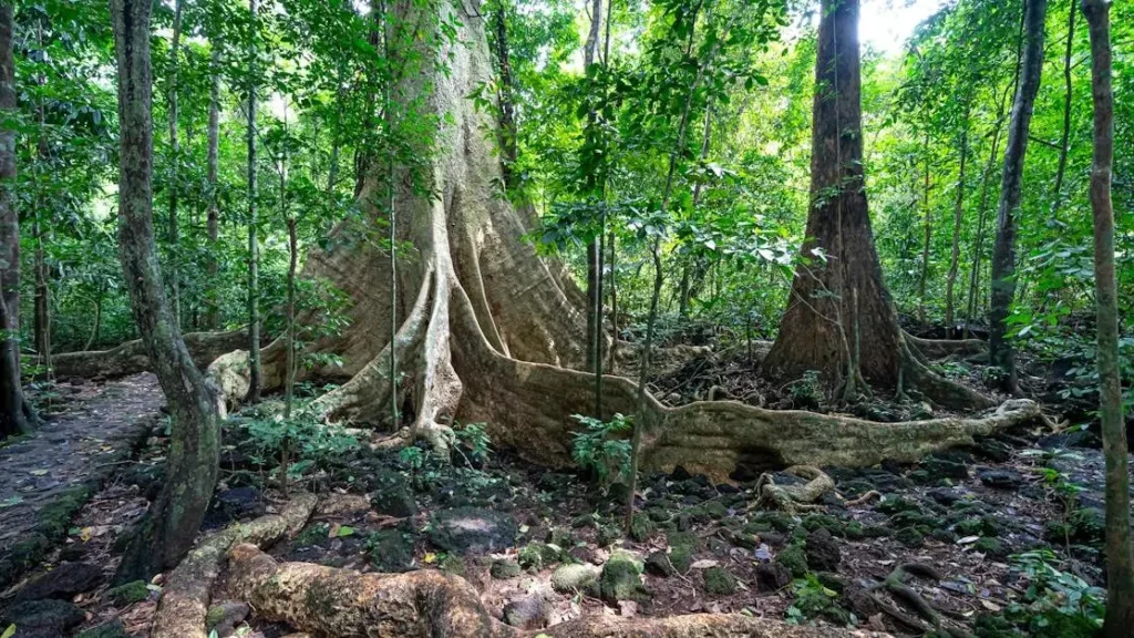 Tall ginseng trees with big roots in forest, related to hot flashes treatment