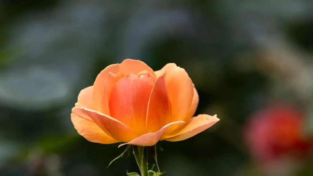 Orange rose blooming in garden representing Hormonal Imbalances and Recurring Bacterial Vaginosis