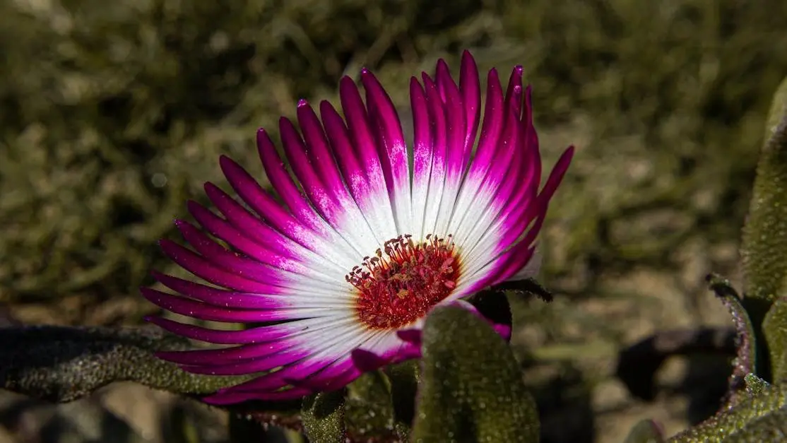 Purple flower with white center, representing natural approach to Hormone Replacement Therapy Vaginal Dryness.