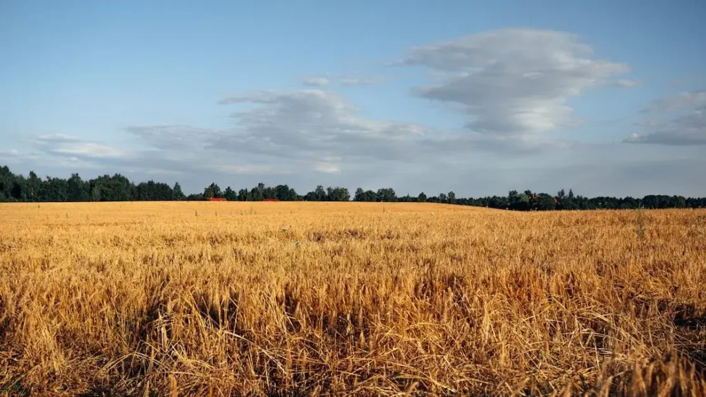 Field of wheat under blue sky, symbolizing hot flashes but not menopause