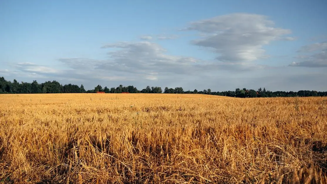 Field of wheat under blue sky, symbolizing hot flashes but not menopause