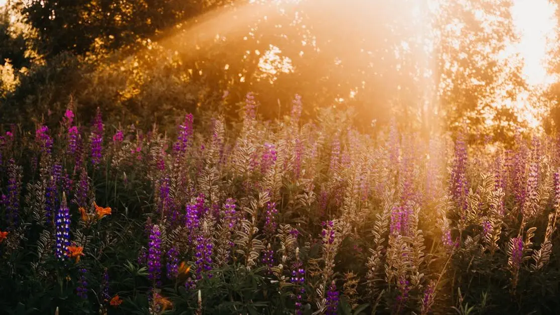 Lavenders at golden hour illustrating hot flashes in early pregnancy.