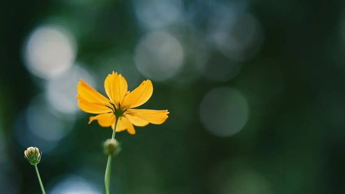 Yellow flower; diagnosing BV and Yeast Infections.