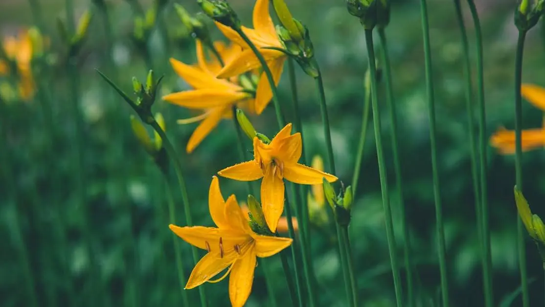 Yellow lilies symbolizing the impact on menstrual cycle: BV vs. yeast infections.