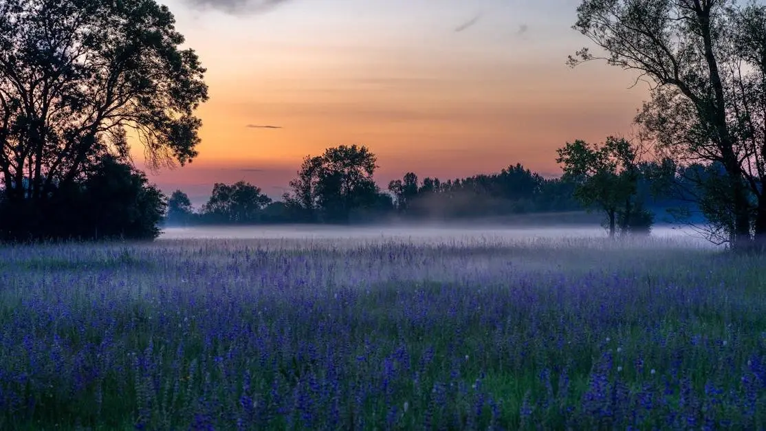 Purple flower field representing natural healing in the Introduction to Natural Remedies article.