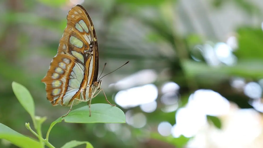 Butterfly on green leaves representing Itching and Irritation: BV vs. Yeast Infections