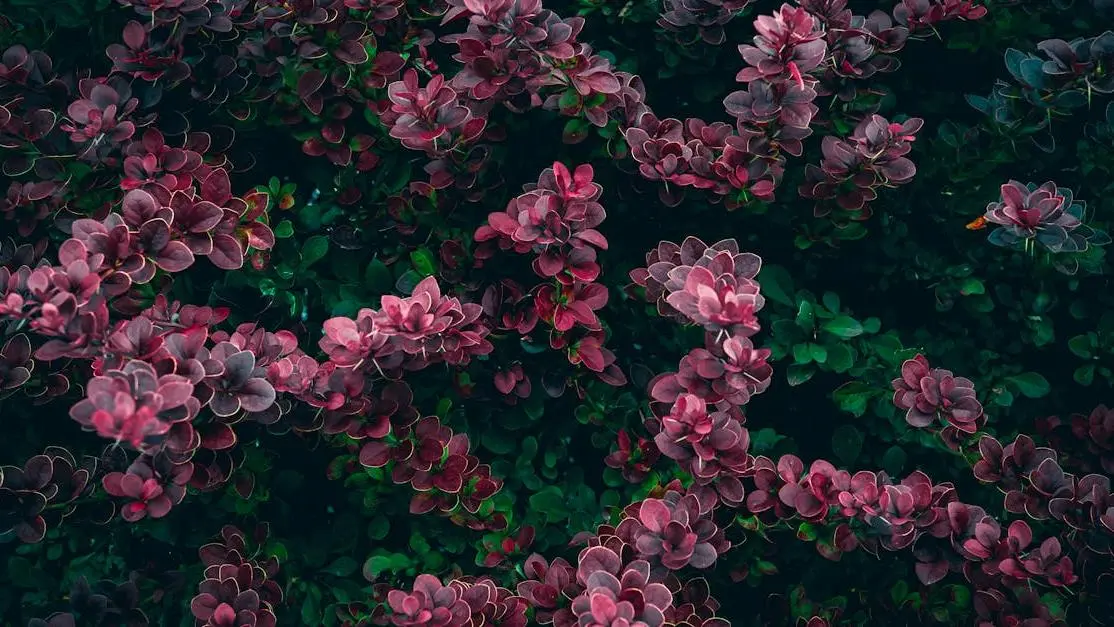 Barberry bush leaves showing hyperpigmentation related to menopause