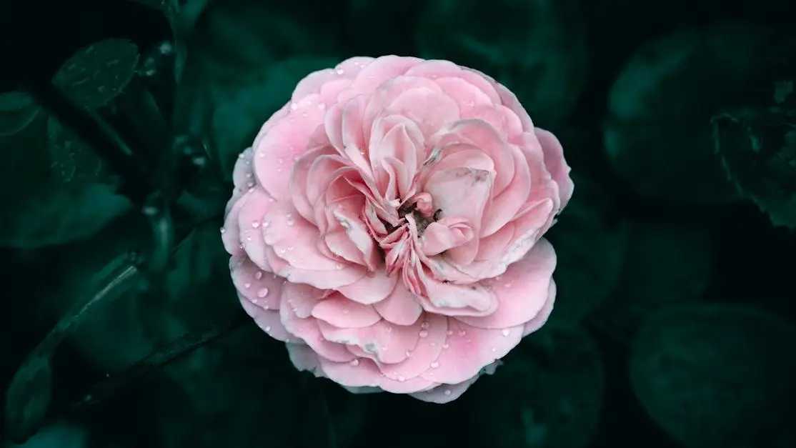 Pink garden rose with rain drops, relevant to Menstruation and Yeast Infections discussion.