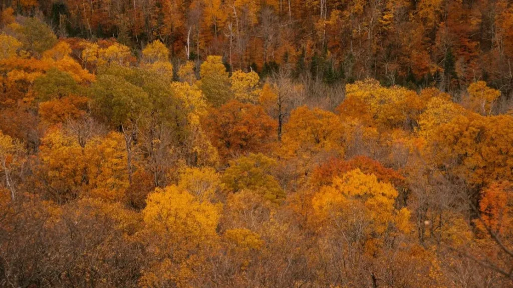 Myth: Menopause Only Lasts a Year – Autumnal forest with yellow and leafless trees