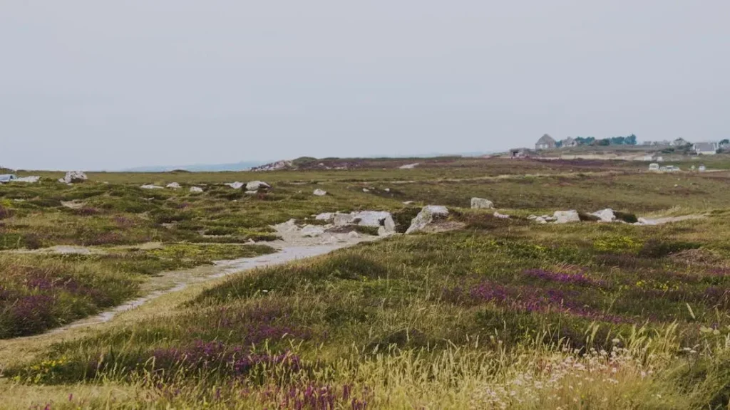 Footpath through grassy field with flowers and stones under a grey sky, highlighting natural remedies for bacterial vaginosis.