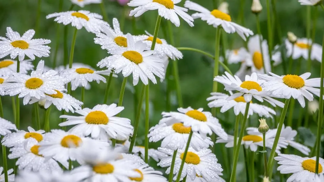 Daisies with dew promoting natural remedies to maintain vaginal health