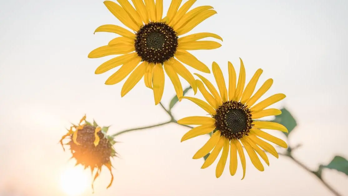 Odor Differences in BV and Yeast Infections: Wilted and Blossoming Sunflowers Comparison