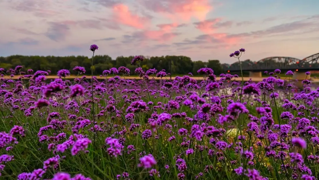 Purple flowers in a field, symbolizing phytoestrogens during menopause with a bridge in the background