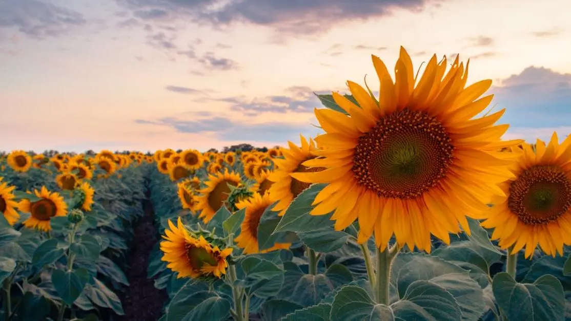 Sunflowers in a field at sunset, representing natural ingredients like Pollen Extract for Hot Flash Management