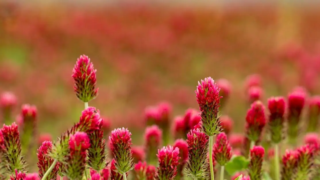 Red Clover blooms on a sunny lawn, highlighting the connection to hot flashes.