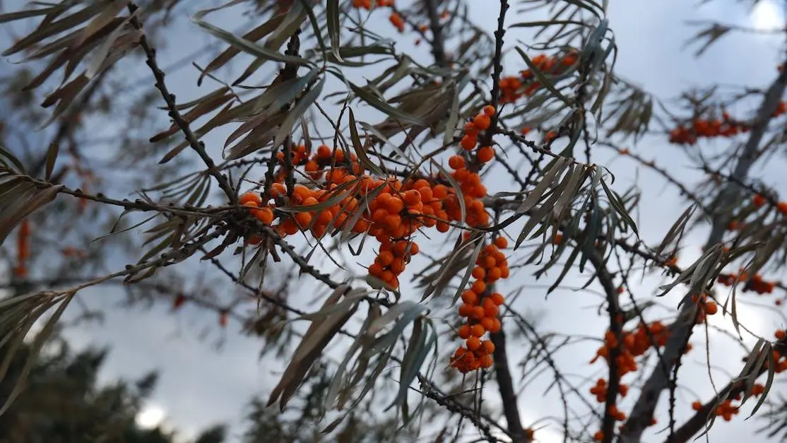 Sea Buckthorn Berries for Hot Flash Relief