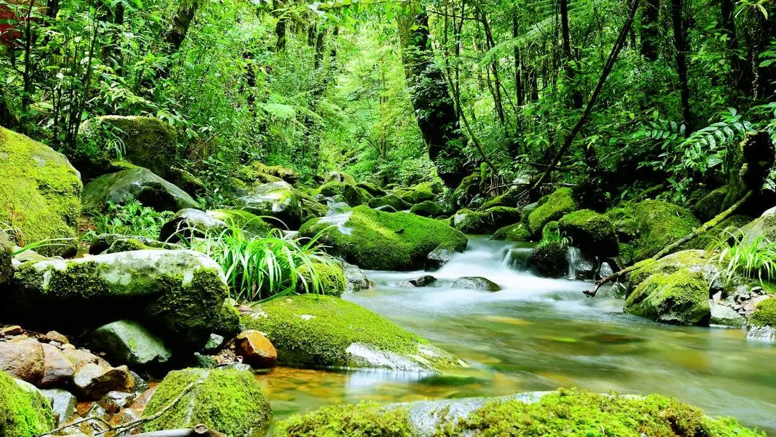 Forest stream showcasing natural stress management techniques