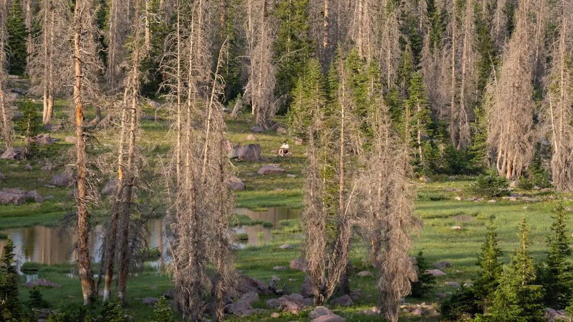 Dead trees in a field, symbolizing symptoms of menopause.