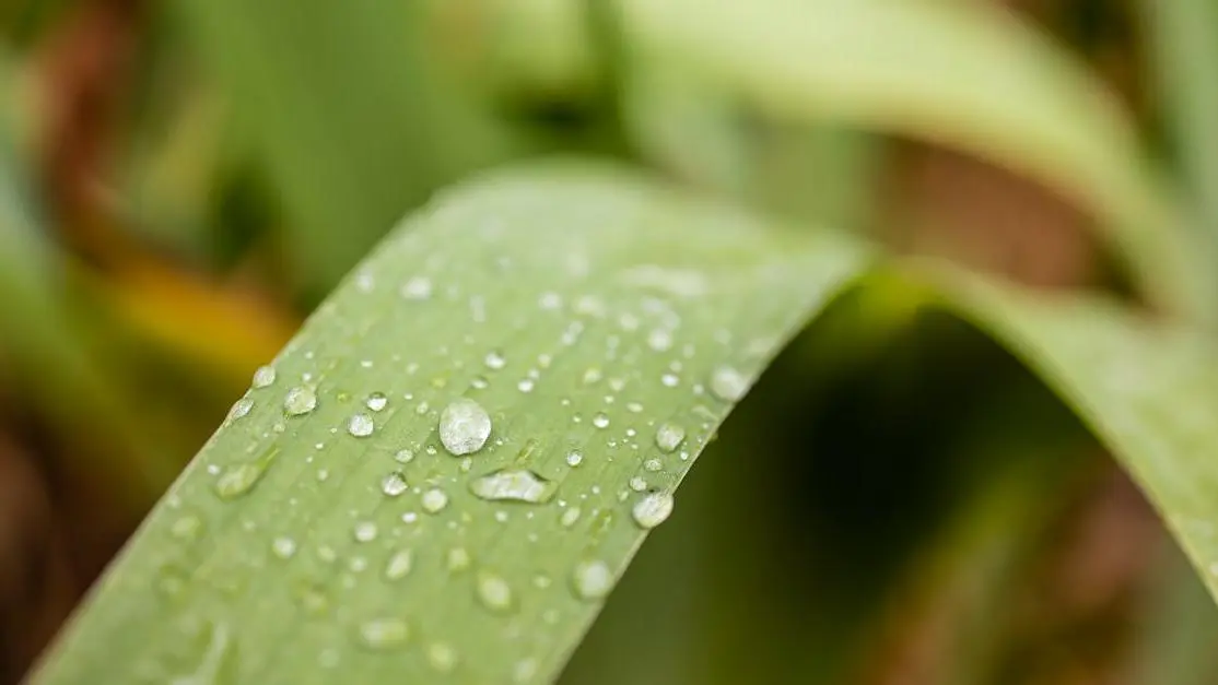 Water drops on a plant leaf - Symptoms Overview