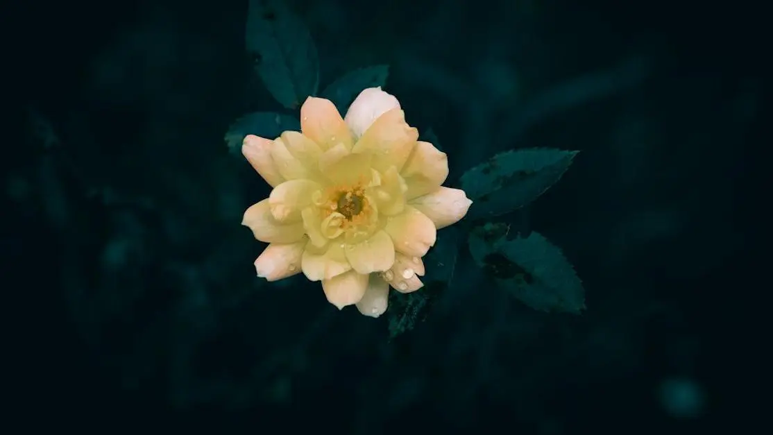 Yellow rose with green leaves and rain drops, representing The Vaginal pH and Bacterial Vaginosis.