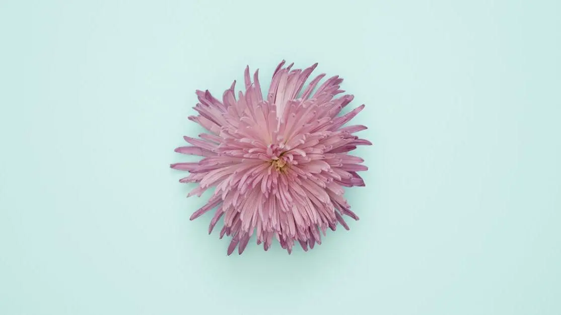 Pink petals on a light blue background symbolizing vaginal discharge and yeast infections.