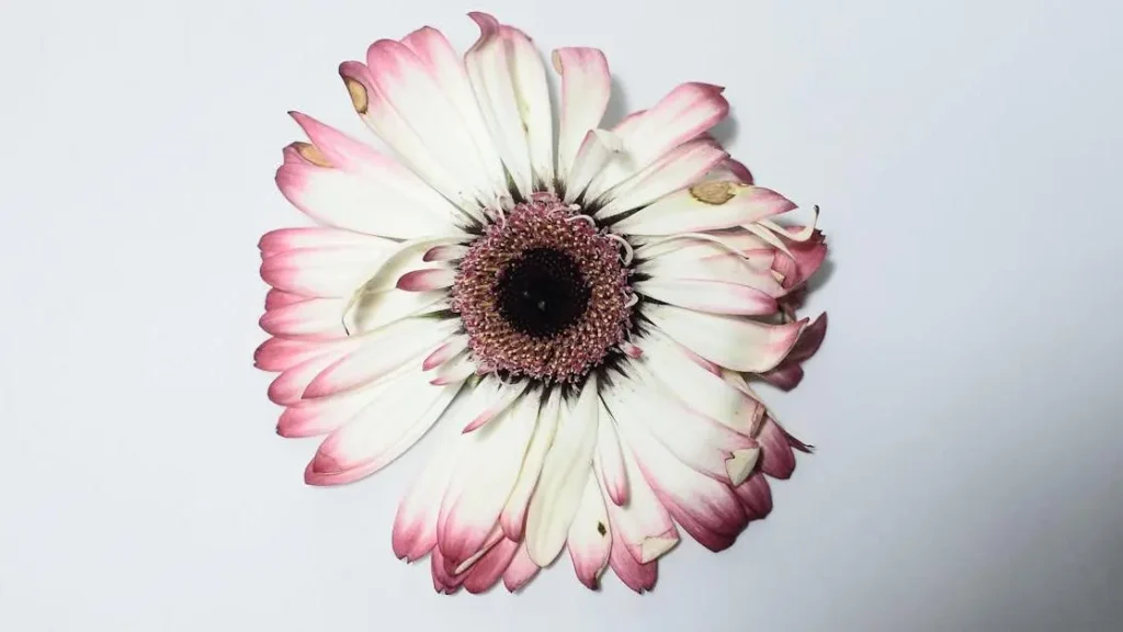 Withered gerbera symbolizing vaginal dryness after ovulation